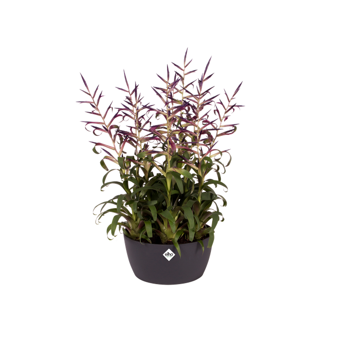 brussels schale 23cm anthrazit